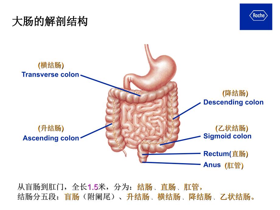 crc结直肠癌基础与治疗ppt课件_第4页