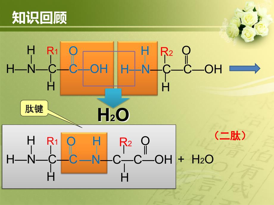 蛋白质结构多样性与功能_第2页