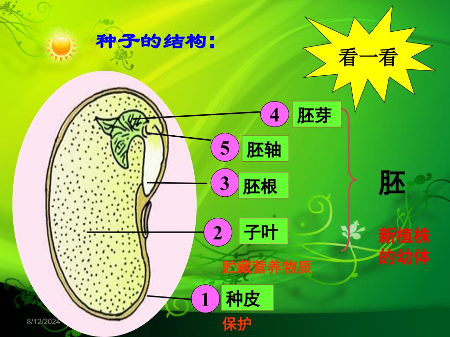 五年级科学下册课件(青岛版)10.种子发芽了_第4页