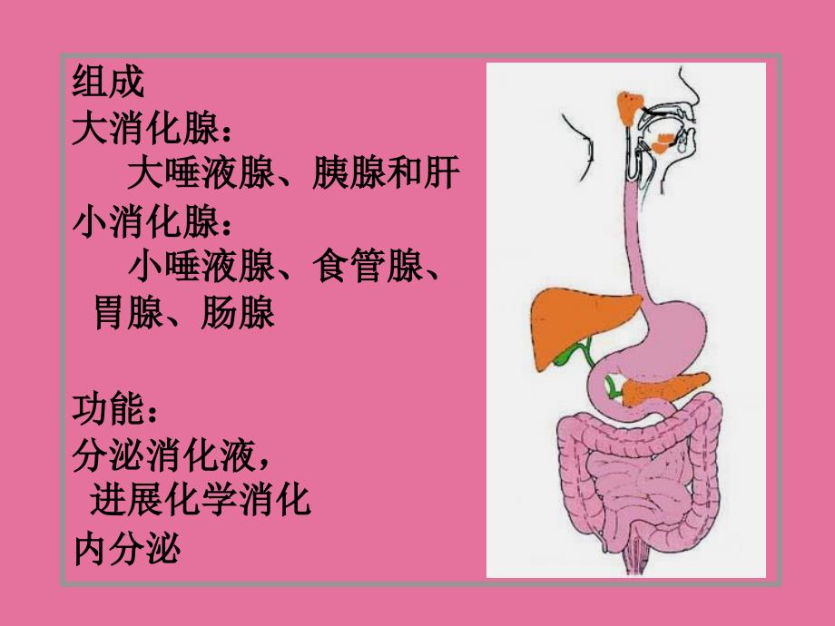 组织学15消化腺上ppt课件_第2页