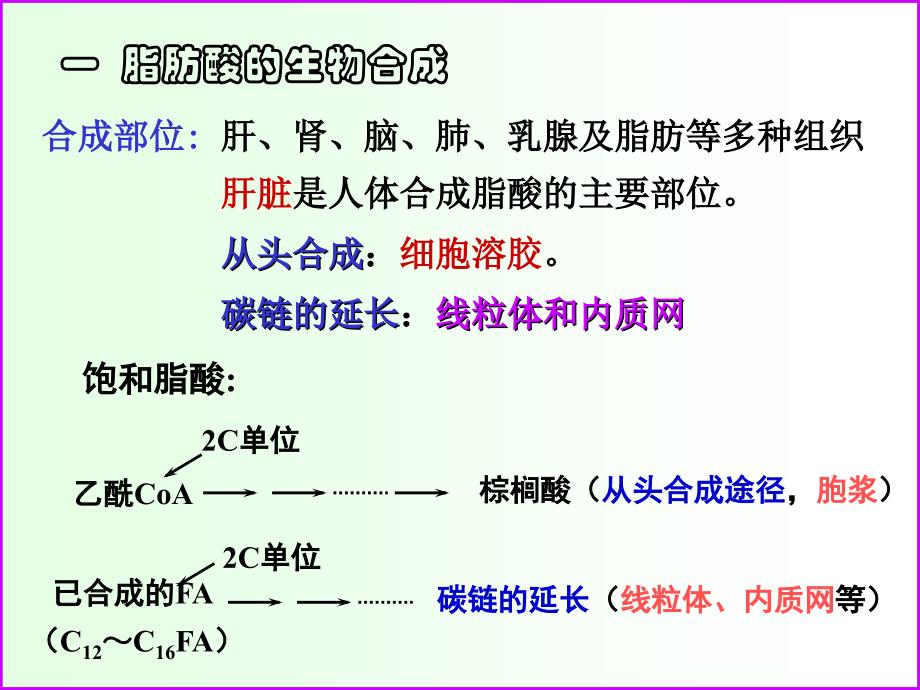 脂肪酸的生物合成及_第4页