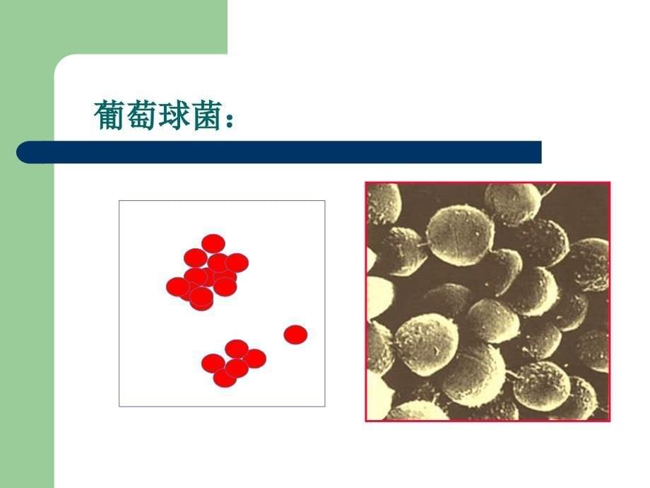 微生物实验内容汇总_第5页