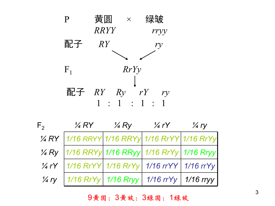 遗传与生物进化讲稿课件_第3页