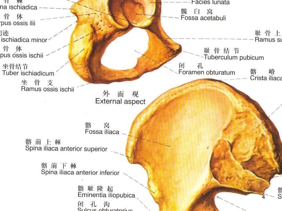 骶髂关节紊乱症损伤与错位_第4页