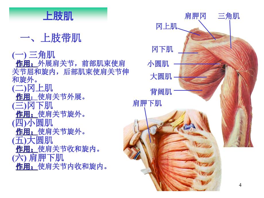 人体解剖学上肢肌下肢肌_第4页