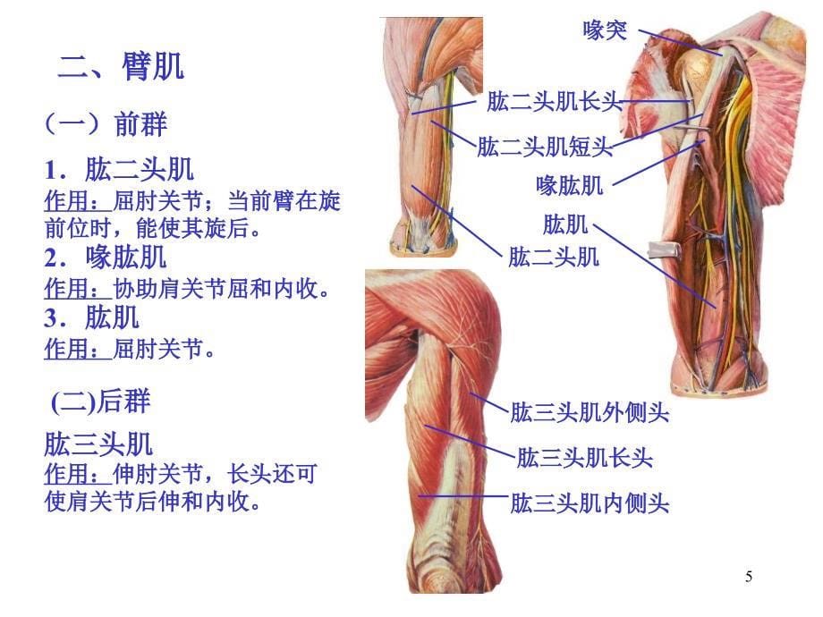 人体解剖学上肢肌下肢肌_第5页