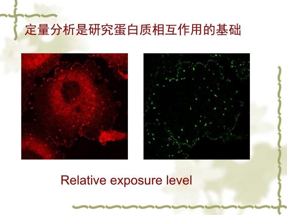 蛋白质相互作用_第5页