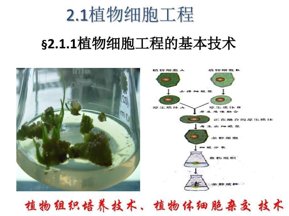 2.1.1植物细胞工程的基本技术人教版高中生物选修三课件共39张PPT_第5页