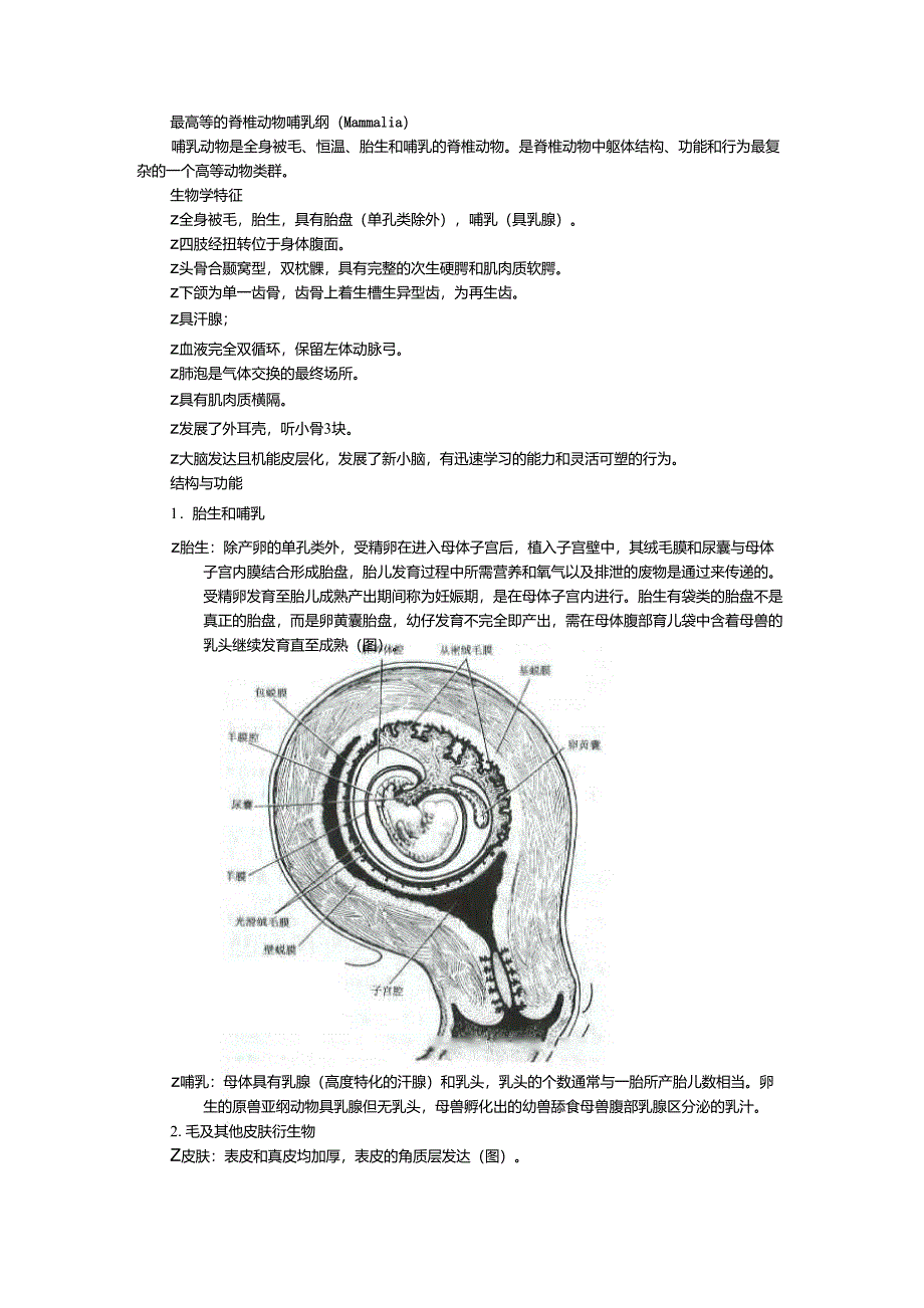 最高等的脊椎动物哺乳纲(Mammalia)_第1页
