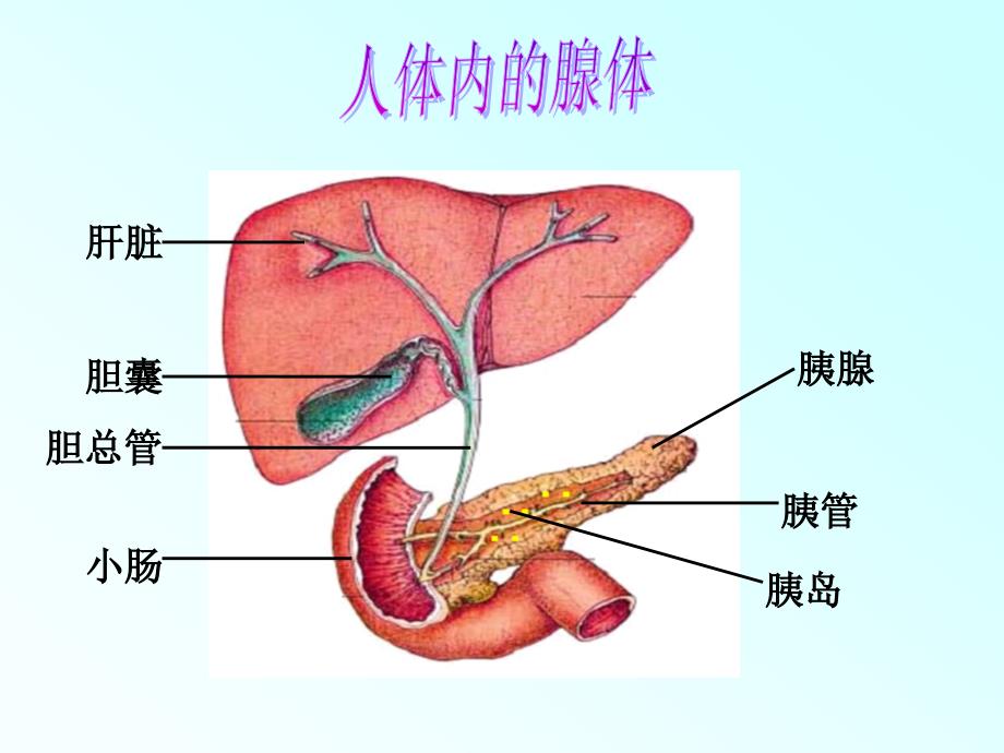 人体内的激素调节.ppt_第4页