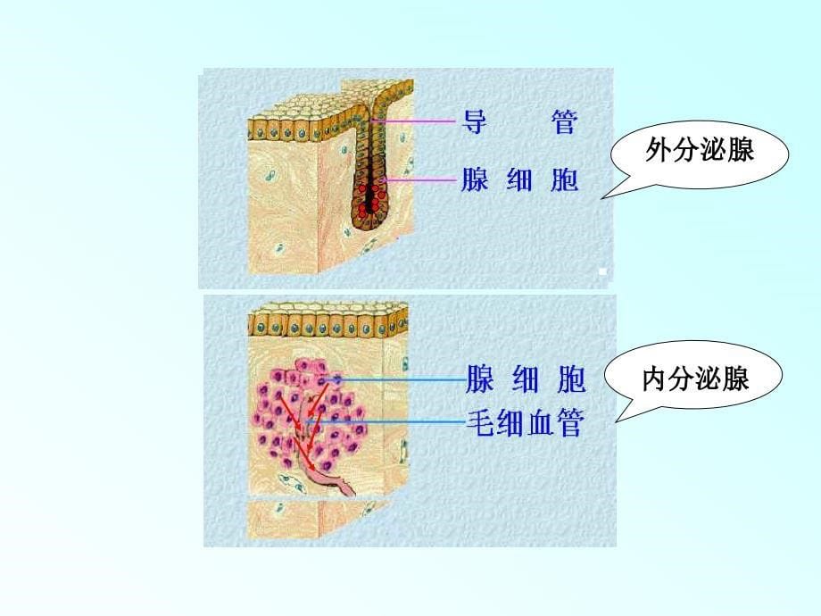 人体内的激素调节.ppt_第5页