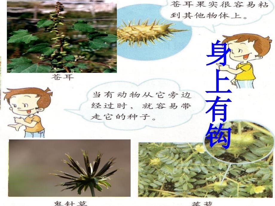 把种子散播到远处1a.ppt_第5页