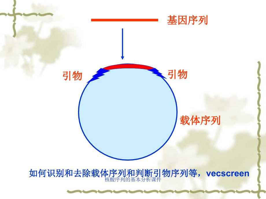 核酸序列的基本分析课件_第3页