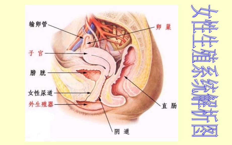 妇科常见疾病健康讲座_第2页