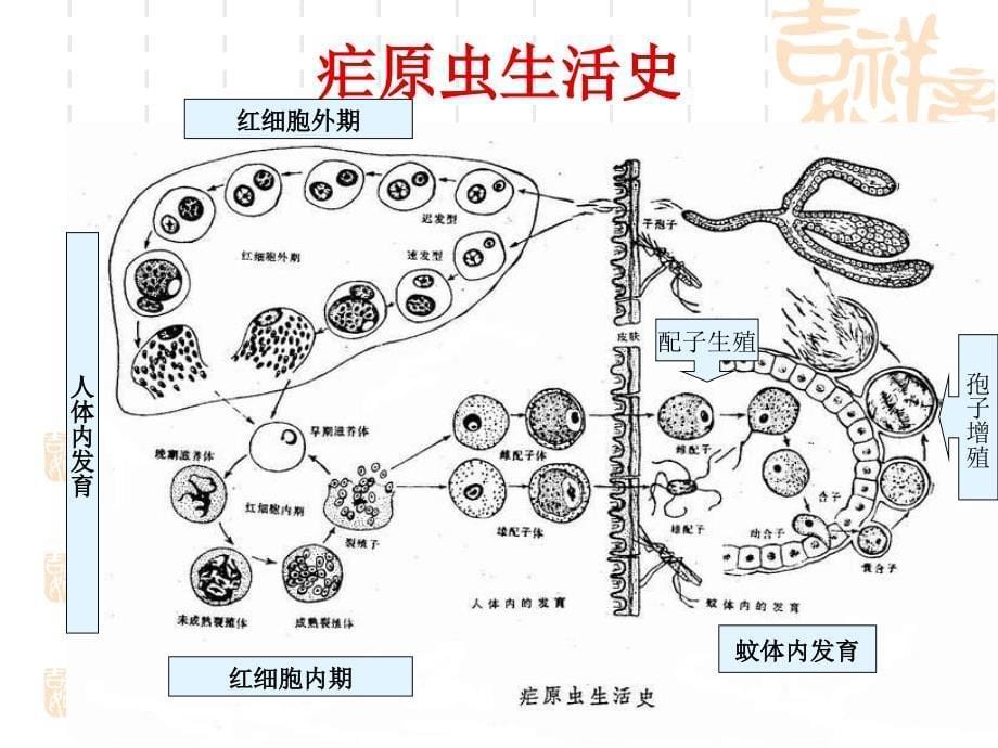 人体疟原虫镜检技ppt课件_第5页