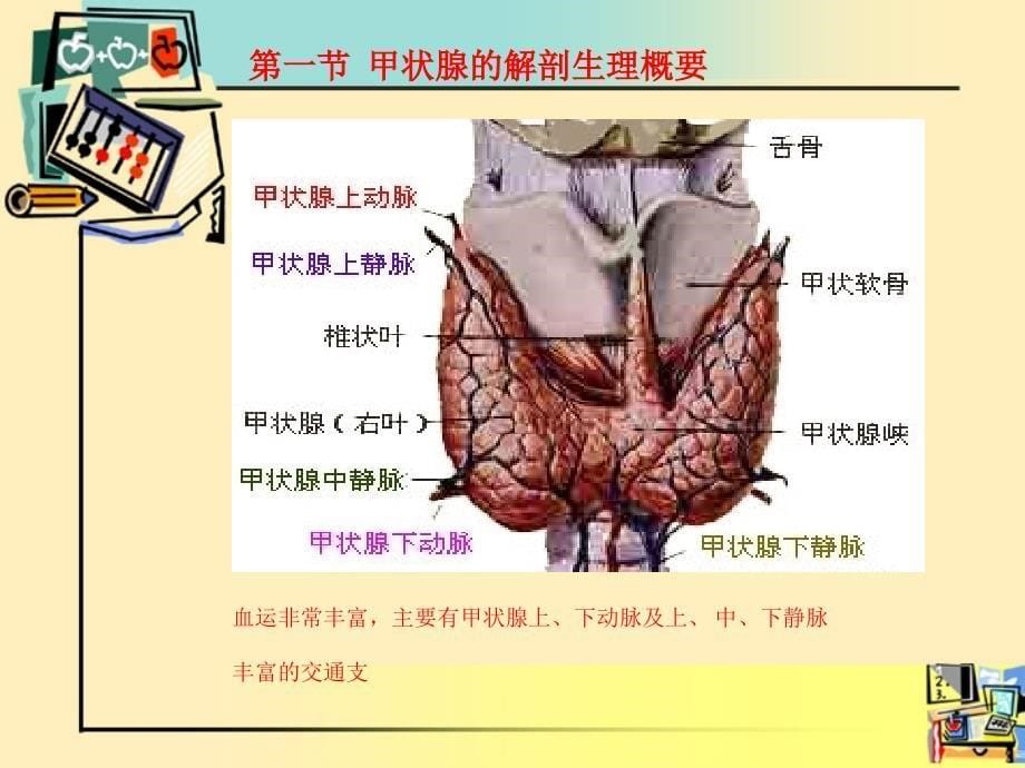 甲状腺围手术期的_护理_第5页