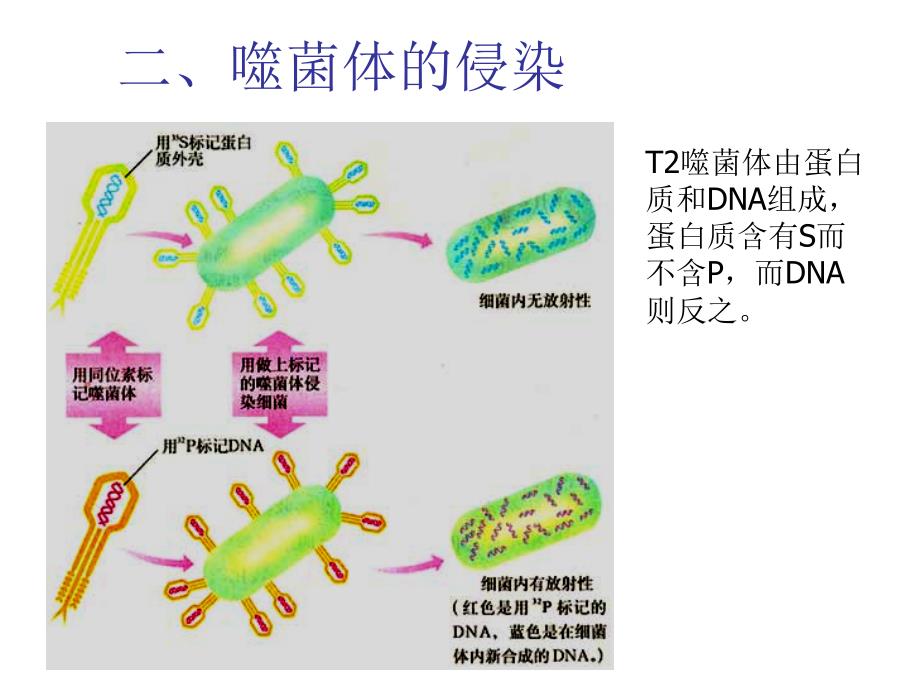 染色质基因组_第4页