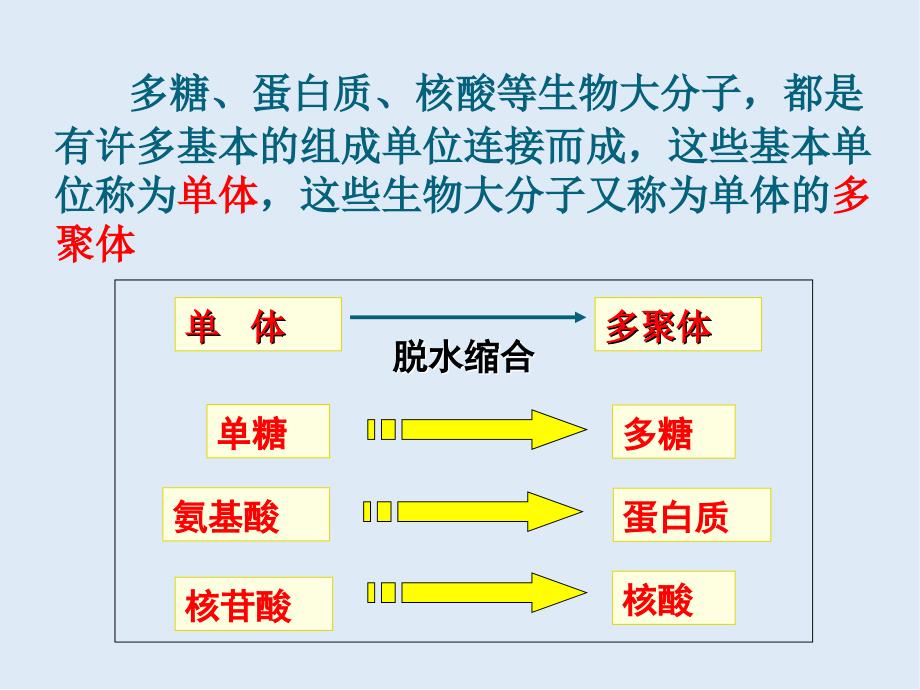 高一生物苏教版必修1教学课件：第2章 2.2细胞中的生物大分子_第4页