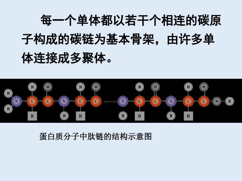 高一生物苏教版必修1教学课件：第2章 2.2细胞中的生物大分子_第5页