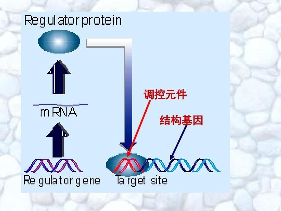 原核生物的转录调控课件_第5页