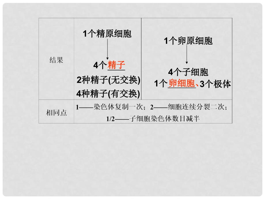 高三生物一轮复习 第五单元 第16课时减数分裂精品课件 苏教版_第4页