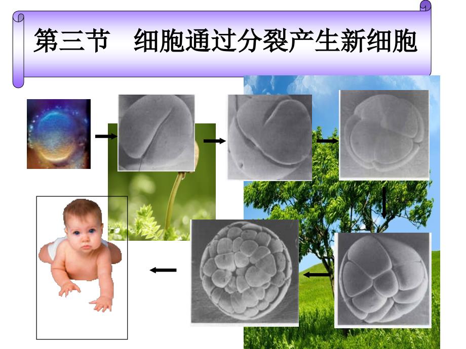 第三节细胞通过分裂产生新细胞_第1页