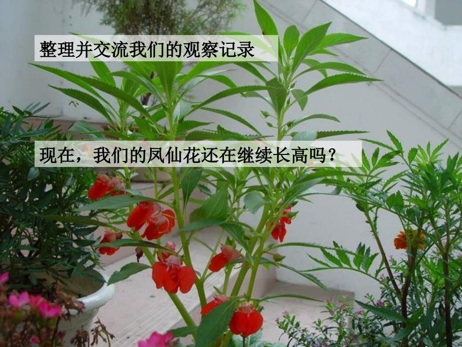 最新三年级科学下册第一单元第3课开花了课件1鄂教版鄂教版小学三年级下册自然科学课件_第3页