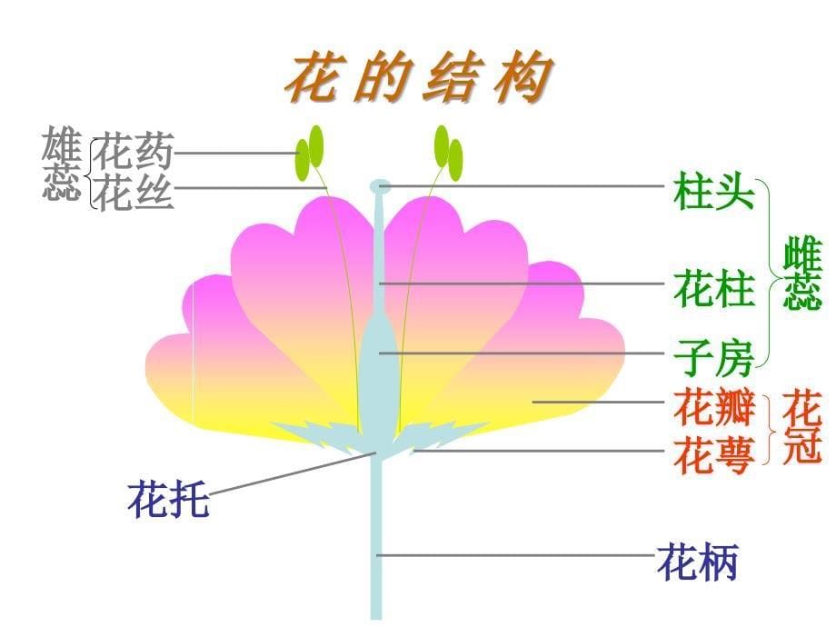 最新三年级科学下册第一单元第3课开花了课件1鄂教版鄂教版小学三年级下册自然科学课件_第5页