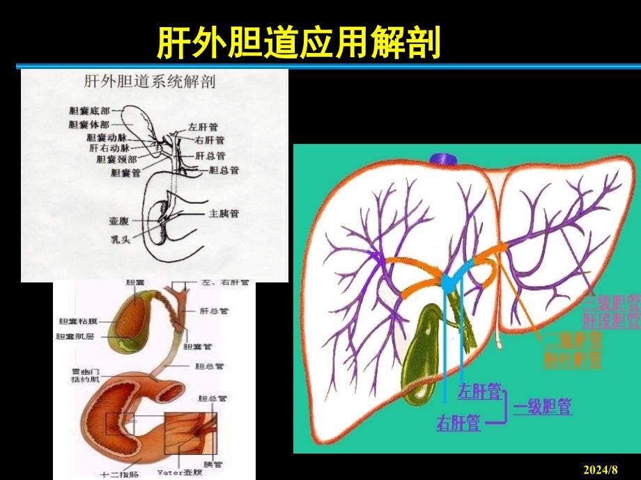 最新：胆道外科holedochosSur文档资料_第1页