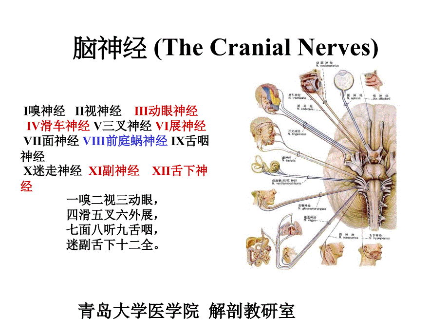 人体解剖学：12脑神经_第1页