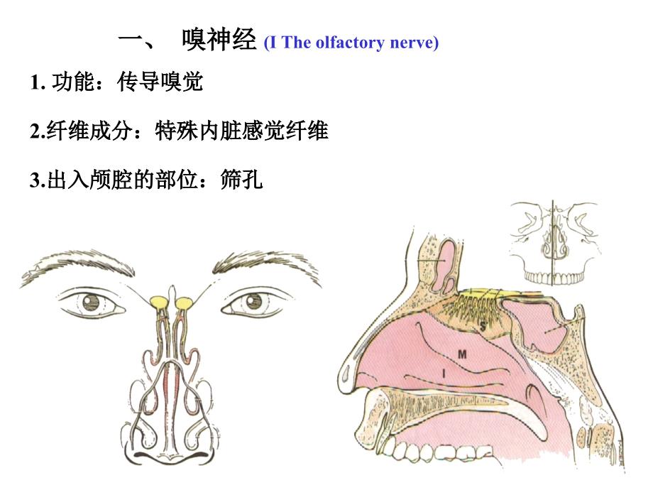 人体解剖学：12脑神经_第3页