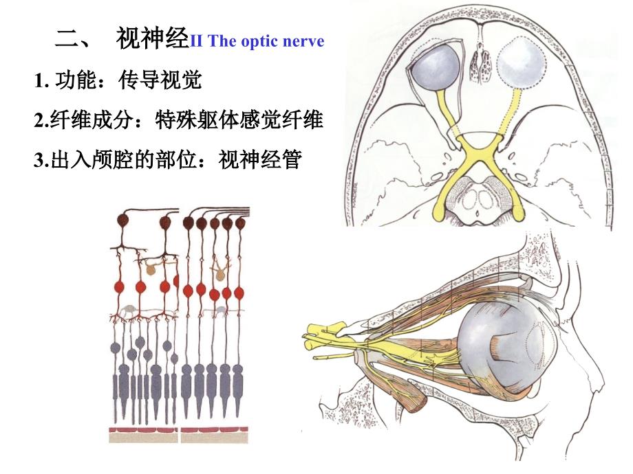 人体解剖学：12脑神经_第4页