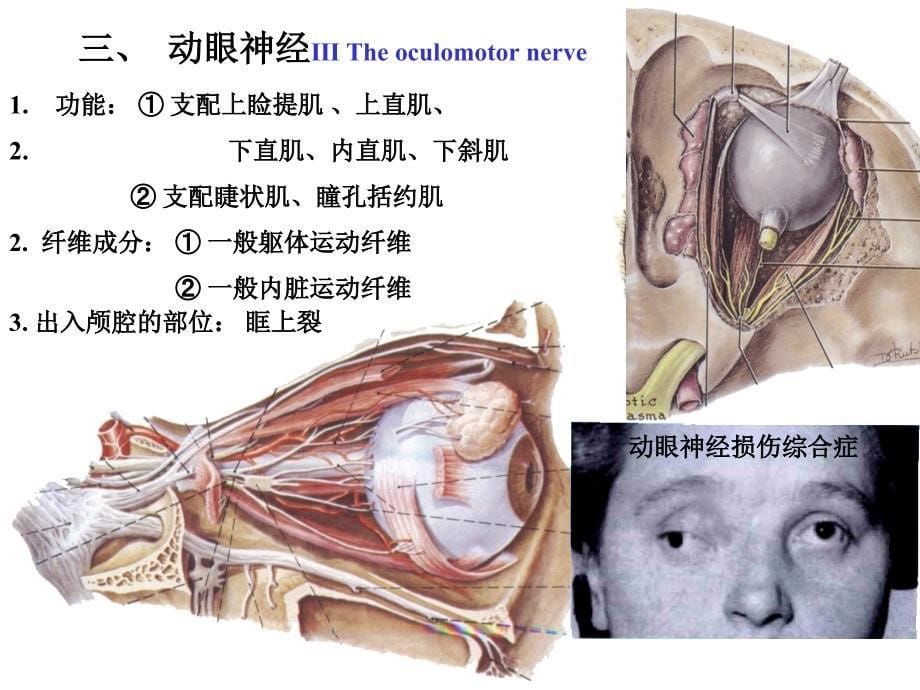 人体解剖学：12脑神经_第5页