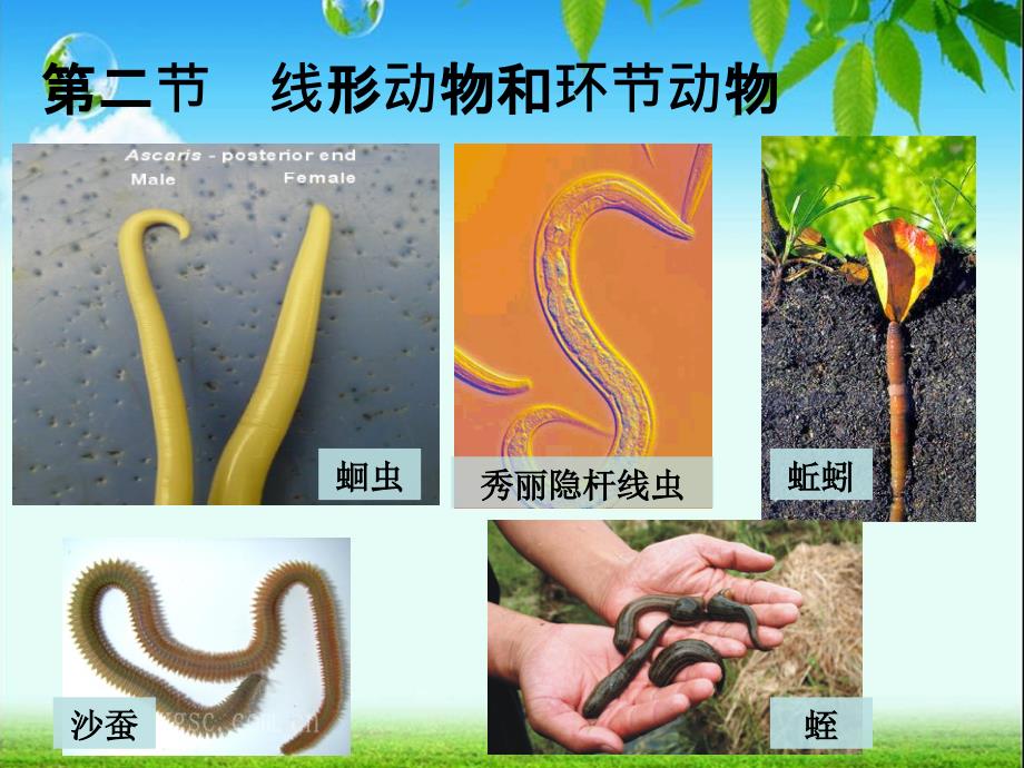 第二节线形动物和环节动物_第1页