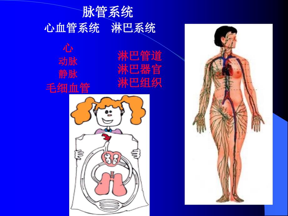 《系统解剖学》课件：脉管总论心脏（1）_第2页