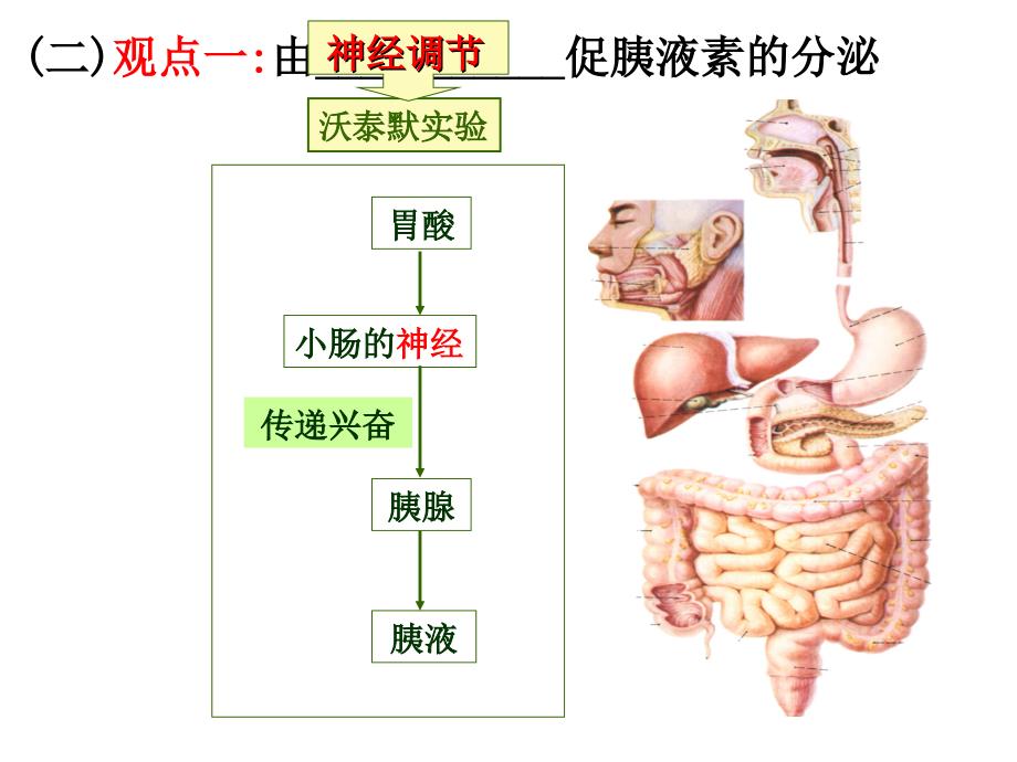 22通过激素的调节_第3页