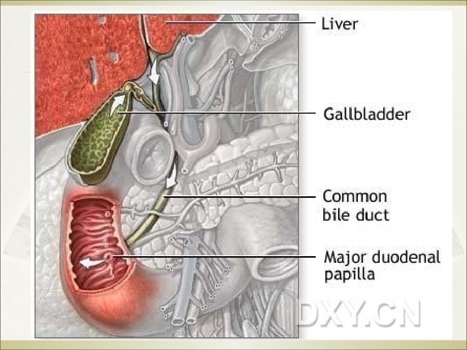 《胆系疾病》PPT课件_第3页