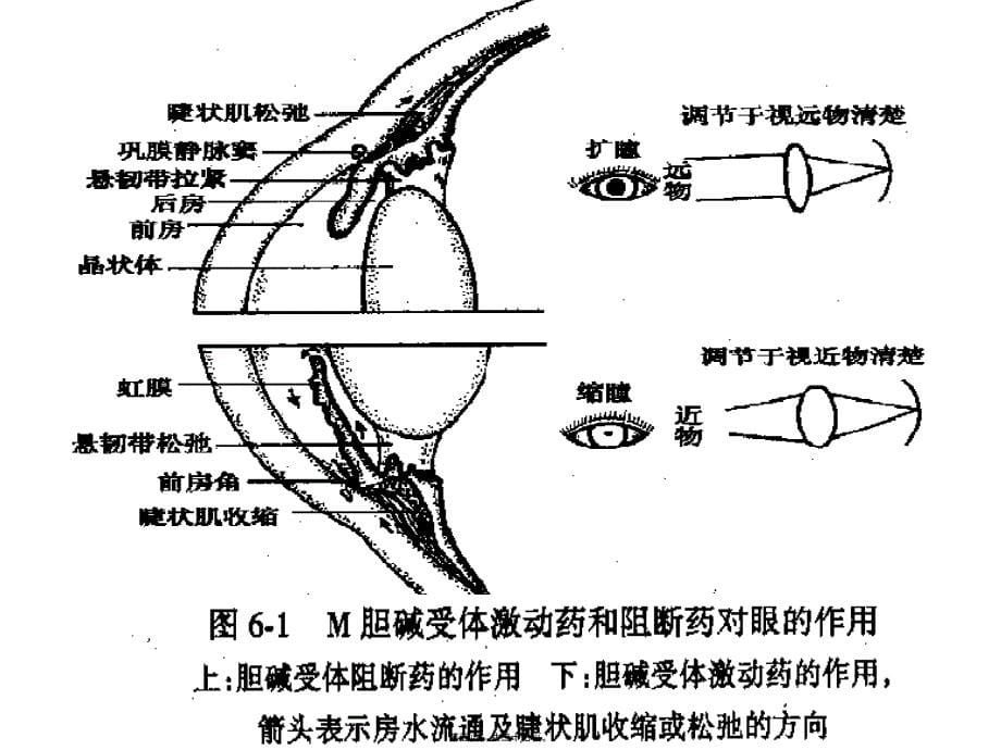 医学专题—第六章-拟胆碱药抗胆碱药4675_第5页