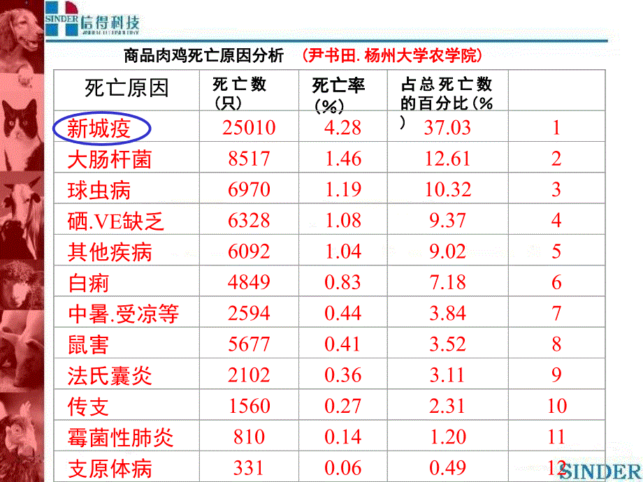 《城疫的综合防治》PPT课件.ppt_第4页