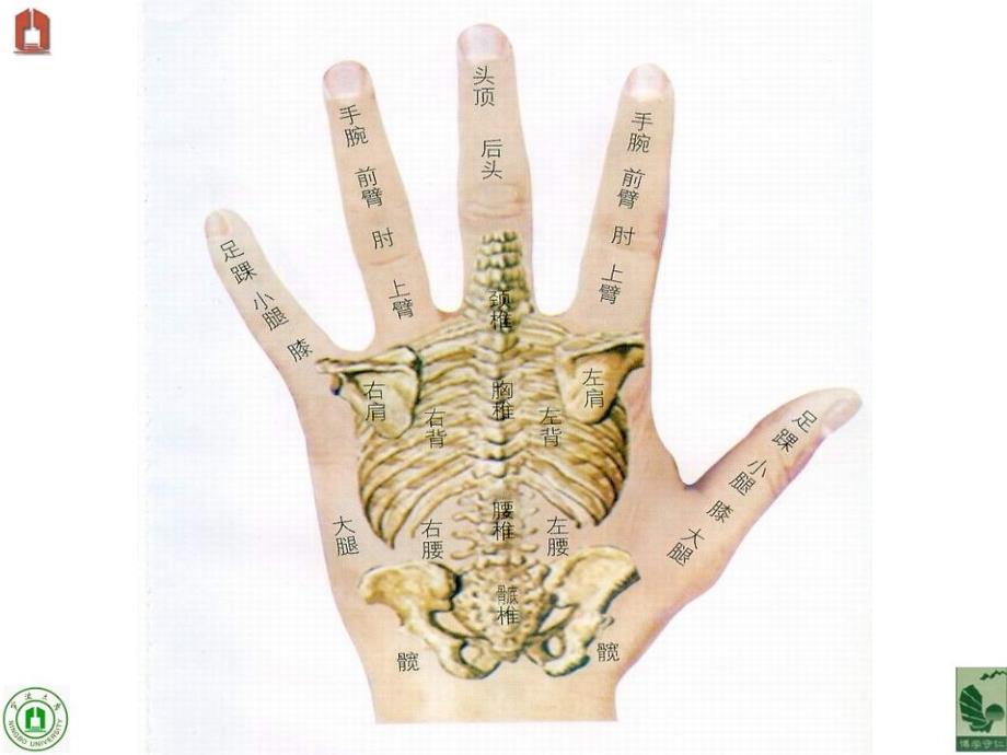 第八章茶的中医学基础_第1页