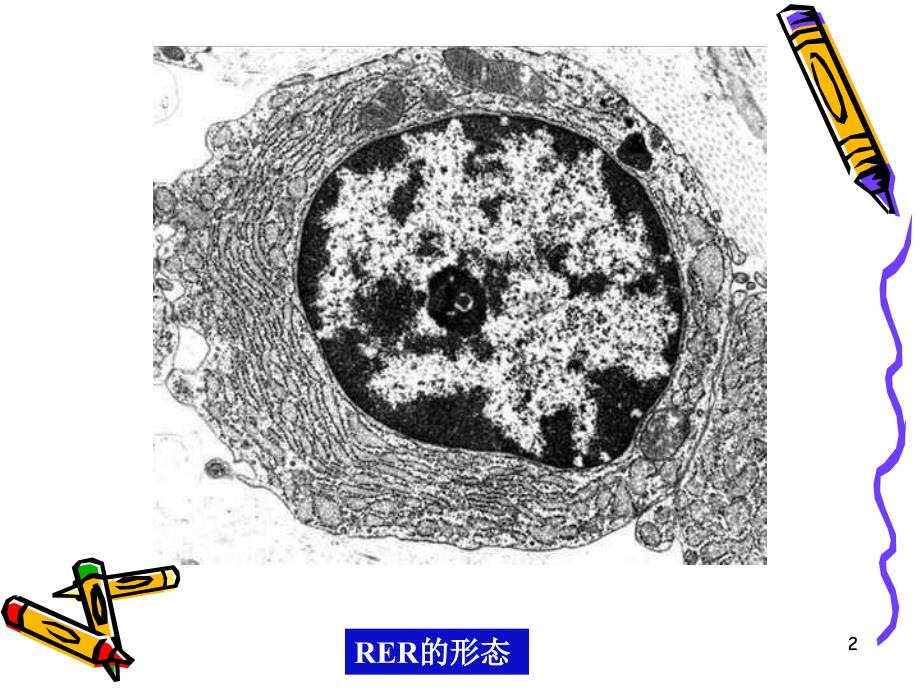 细胞生物学8内膜系统内质网课堂PPT_第2页