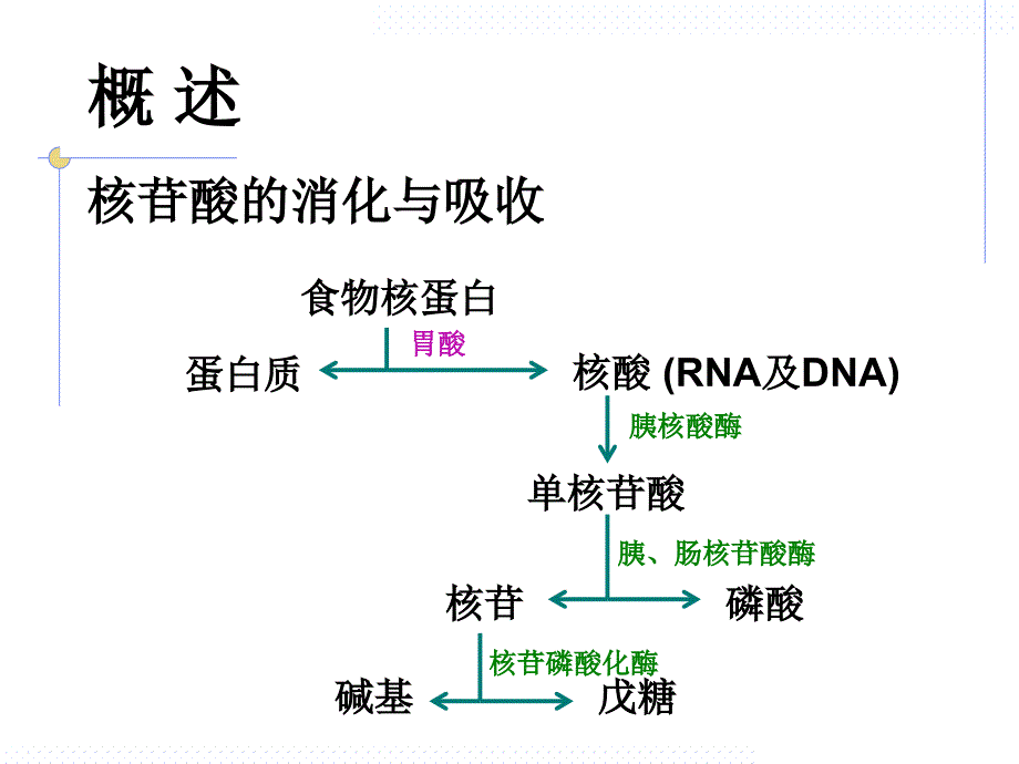 生物化学核酸代谢与蛋白质生物合成1课件_第3页