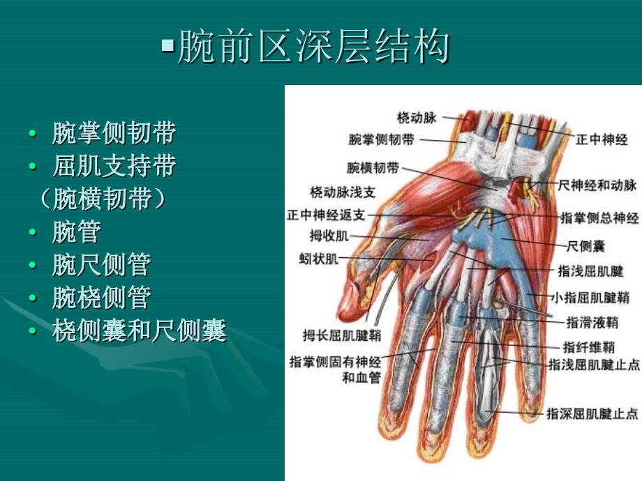 局部解剖学10.腕前区、手掌和手指掌侧面文档资料_第1页