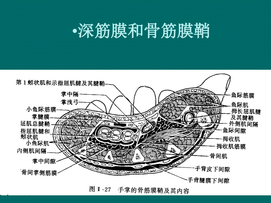 局部解剖学10.腕前区、手掌和手指掌侧面文档资料_第3页