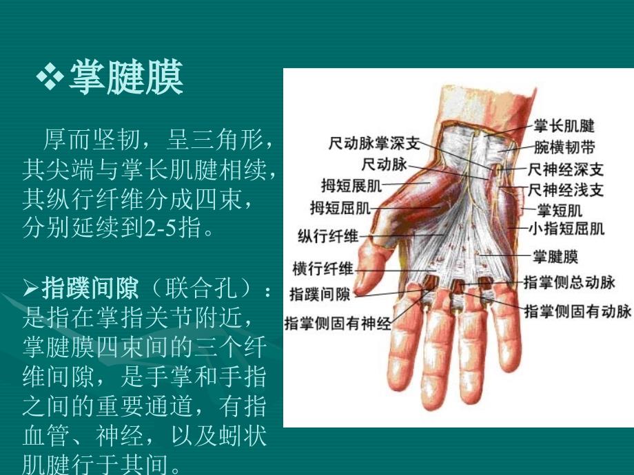 局部解剖学10.腕前区、手掌和手指掌侧面文档资料_第4页