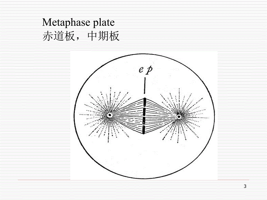 Lesson3生物专业英语_第3页