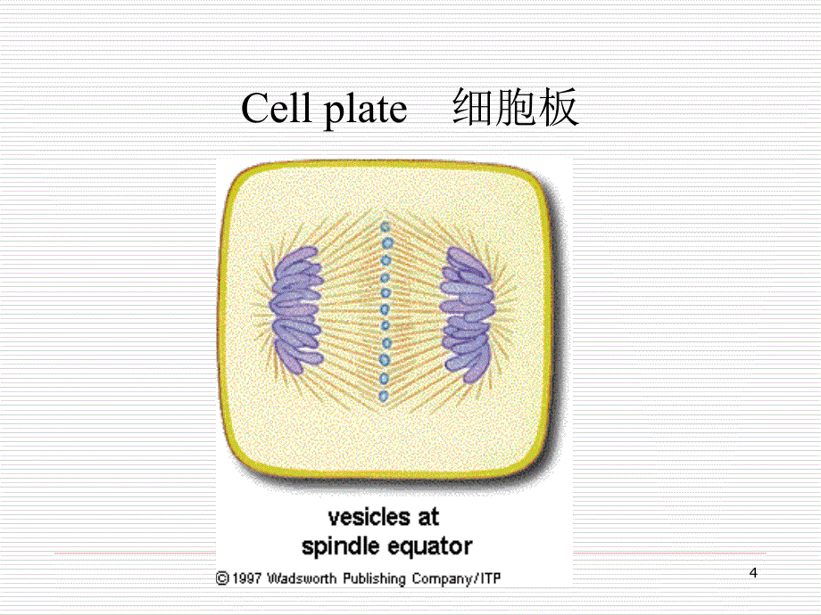 Lesson3生物专业英语_第4页