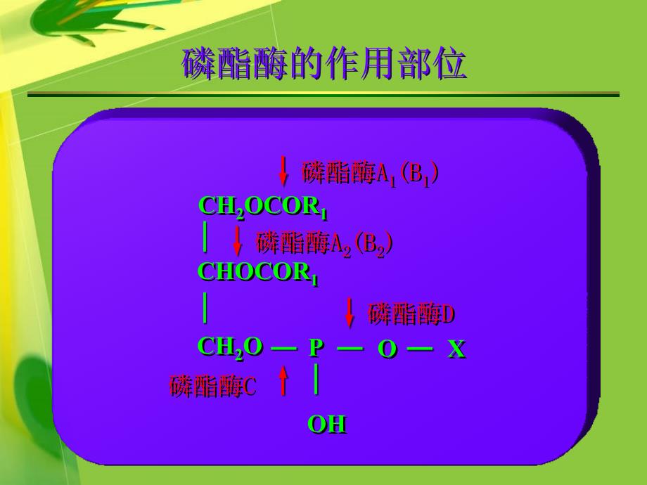 《生物化学》 第9章 脂类的代谢_第3页