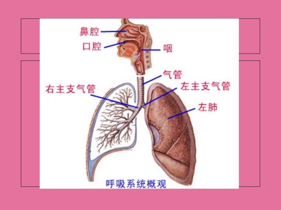 动物生理学第四章ppt课件_第3页