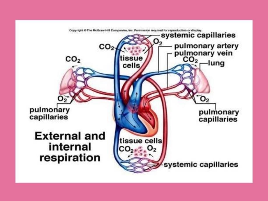 动物生理学第四章ppt课件_第5页